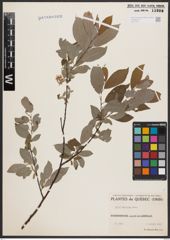 Salix bebbiana Sarg.